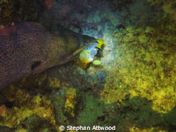 Not the best picture in terms of clarity, but the subject... by Stephan Attwood 